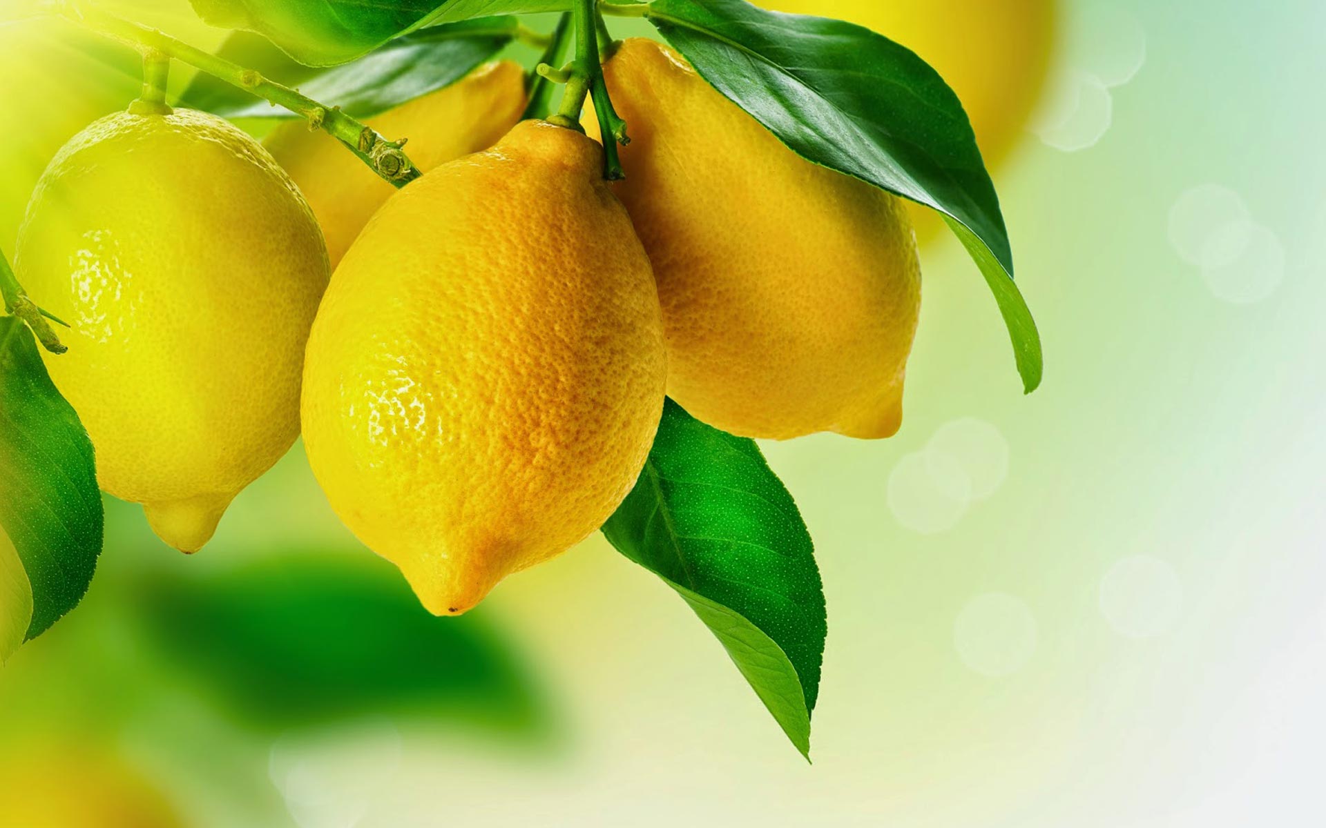 insibio-funguicidas-limones